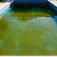 swimming pool green
